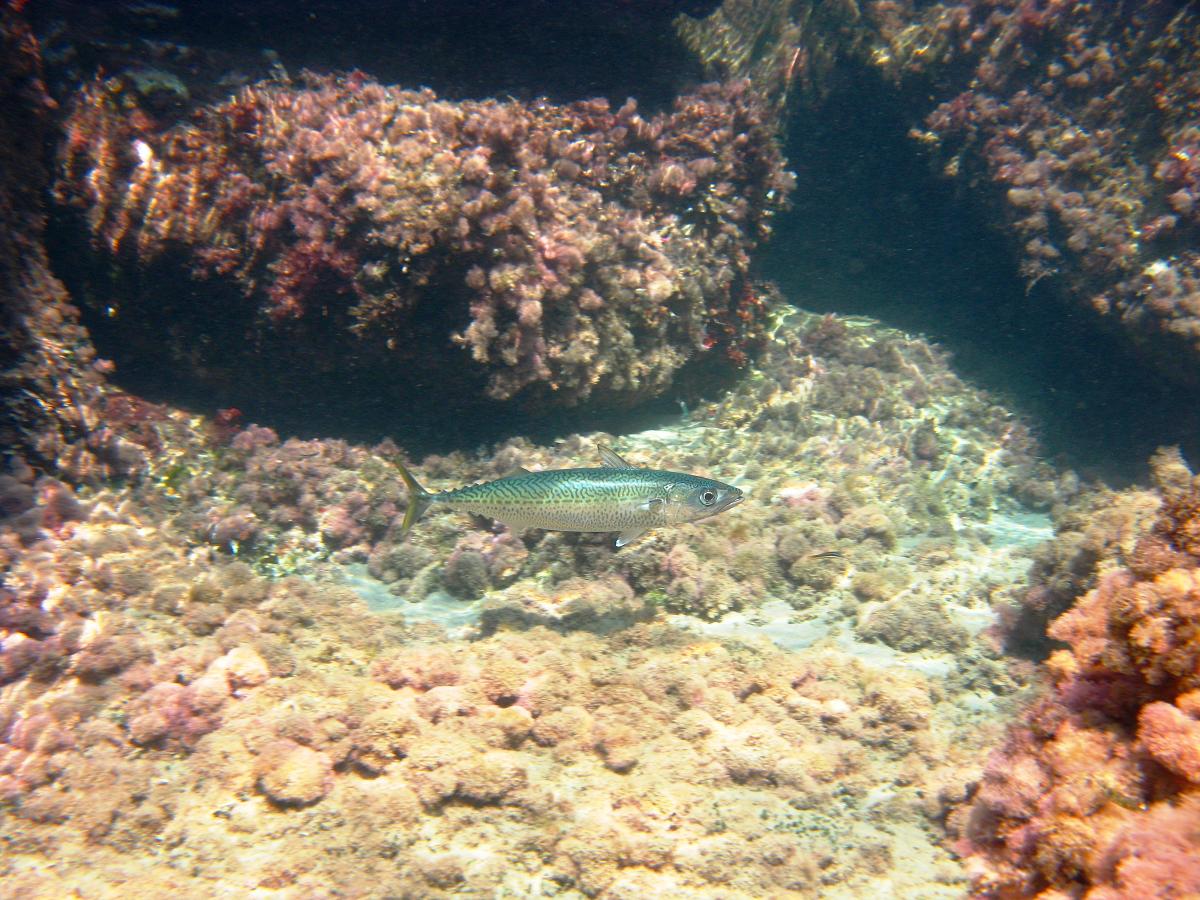 Scomber colias (Lanzardo)